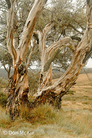 Four Mile Valley