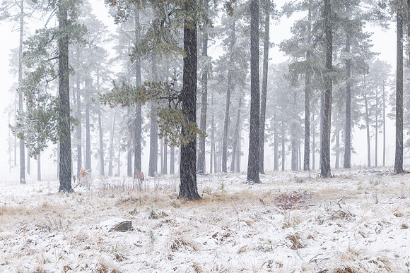 Laurel Hill Pines In The Snow.