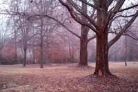 Pioneer Park  IR Chrome