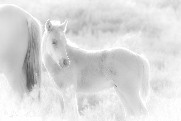 Brumby Foal IR