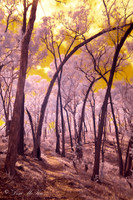 The Enchanted Forest