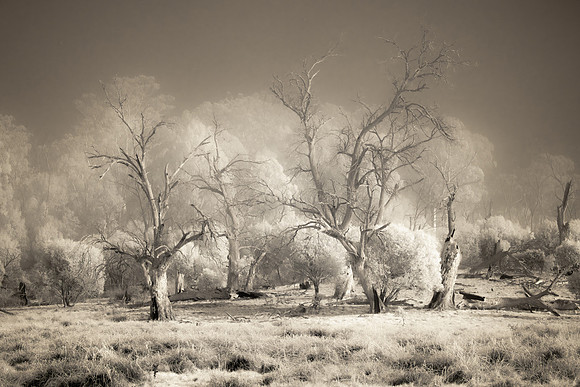 Port Phillip Mist IR