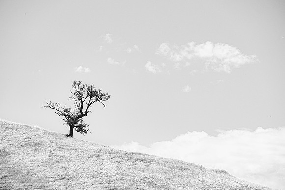 A Single Tree B&W