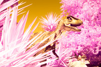 Dino Colour IR 1