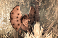 Dino Colour IR 3
