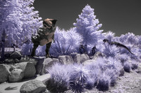 Dino Colour IR 6