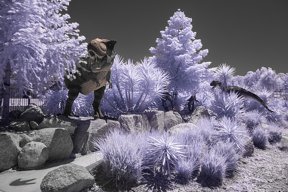 Dino Colour IR 6
