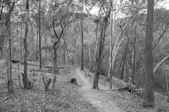 Wereboldera in B&W 3
