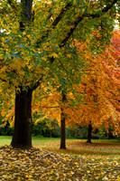 Autumn 4 - Pioneer Park