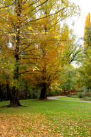Autumn 19 - Pioneer Park