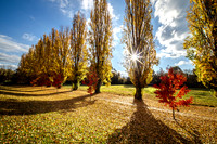 Autumn 39 - 6.5.2026
