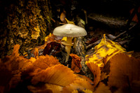 Walls Creek Mushroom