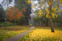 Autumn 41