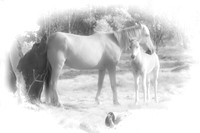 Brumby Foal & Mum IR