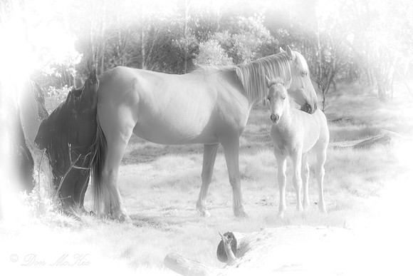 Brumby Foal & Mum IR