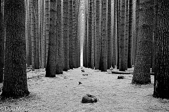 Sugar Pine Walk - Laurel Hill NSW