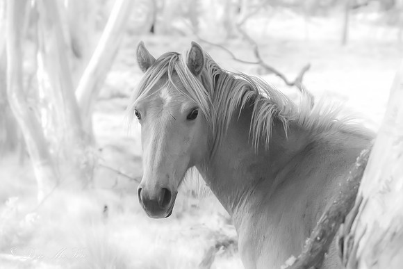 The Ghost Brumby