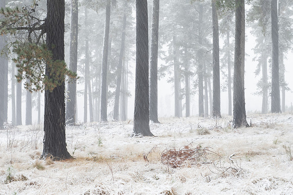 Winter Blast - Laurel Hill.