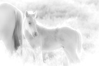 Brumby Foal IR